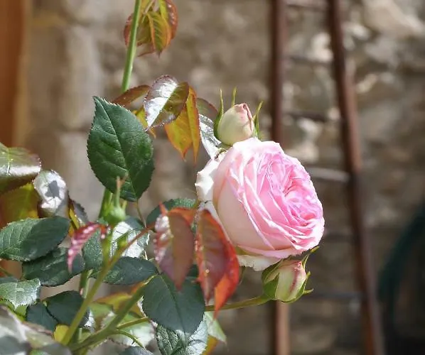 Du Château D'alençon * Le Pegue